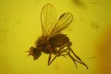 Fossil Fly (Diptera) In Baltic Amber #173655-1